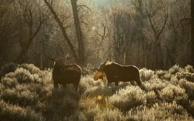 Een moderne minimaliste website met webshop integratie per locatie 2